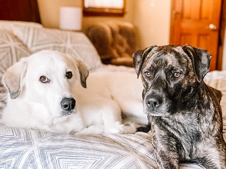 Missy Pup’s Rescue Stories - Obi & Rey