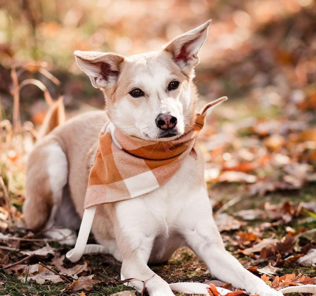Missy Pup’s Rescue Stories: Luna