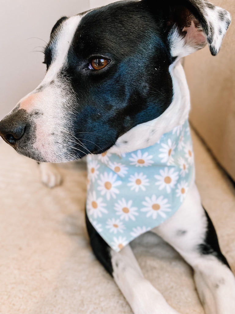 Spring Daisies Dog Bandana - Missy Pup & Co